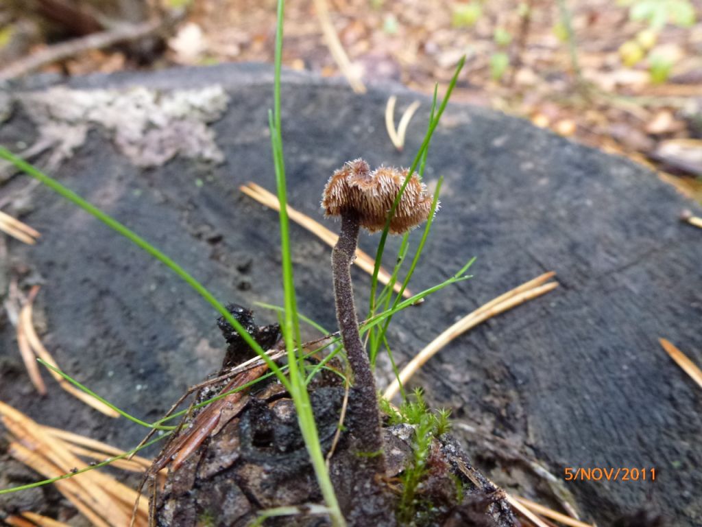 Auriscalpium vulgare